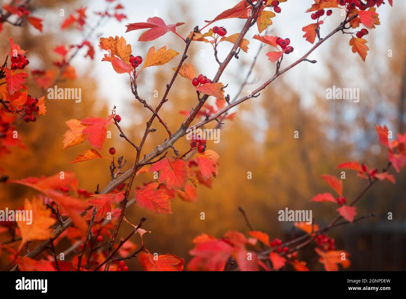 Hawthorn branch with reddened autumn leaves and red berries Stock Photo