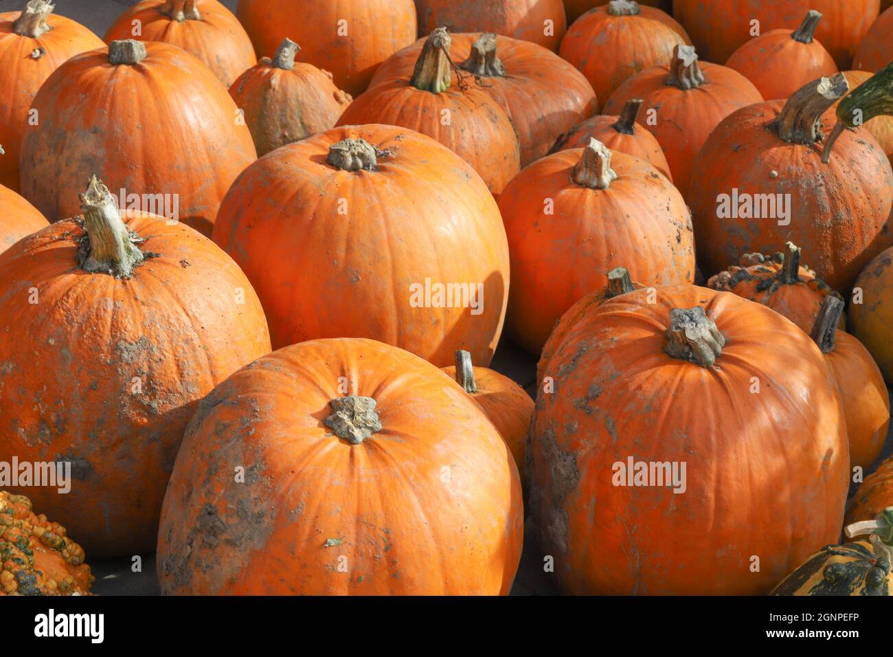 Colorful pumpkins for Halloween, background and texture Stock Photo