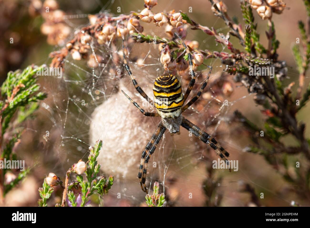 Female Wasp Spider Argiope Bruennichi Guarding Her Egg Sac Among female-wasp-spider-argiope-bruennichi-guarding-her-egg-sac-among