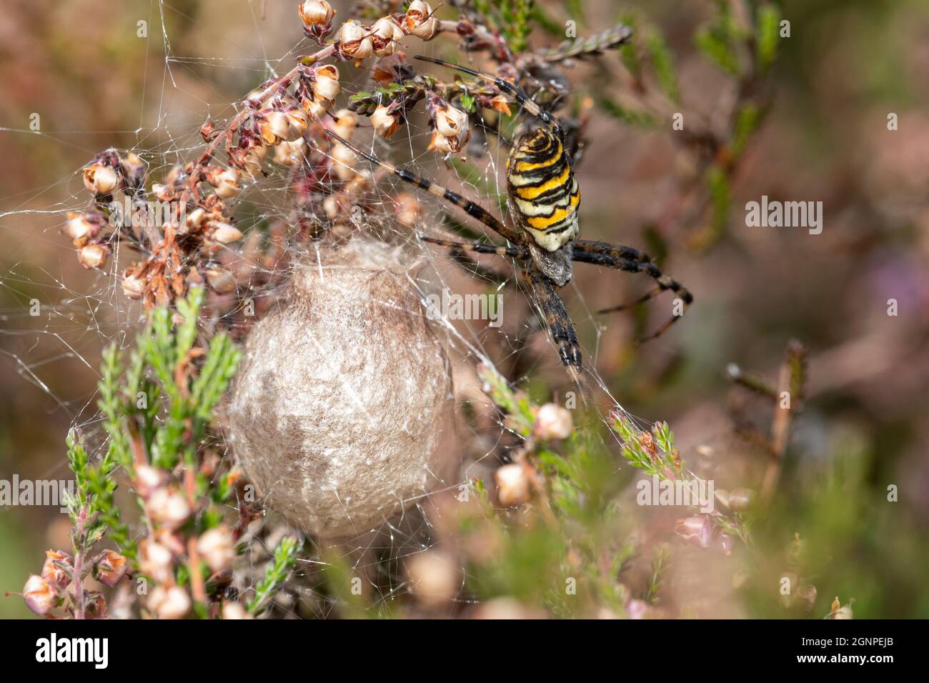 Female Wasp Spider Argiope Bruennichi Guarding Her Egg Sac Among female-wasp-spider-argiope-bruennichi-guarding-her-egg-sac-among