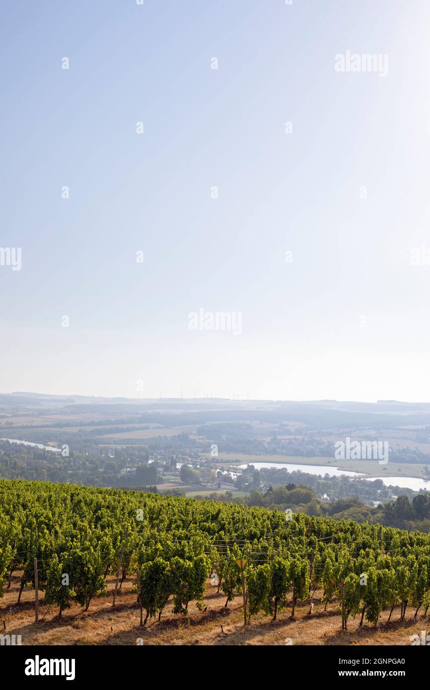 Europe, Luxembourg, Moselle Region, Point De Vue Remich, Vineyards along the Moselle Valley producing Grapes for Crémant Sparkling Wines Stock Photo