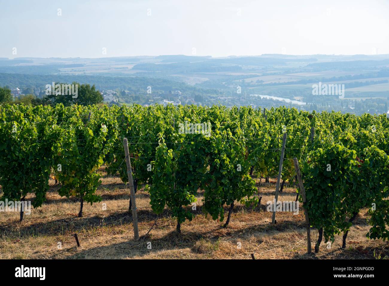 Europe, Luxembourg, Moselle Region, Point De Vue Remich, Vineyards along the Moselle Valley producing Grapes for Crémant Sparkling Wines Stock Photo