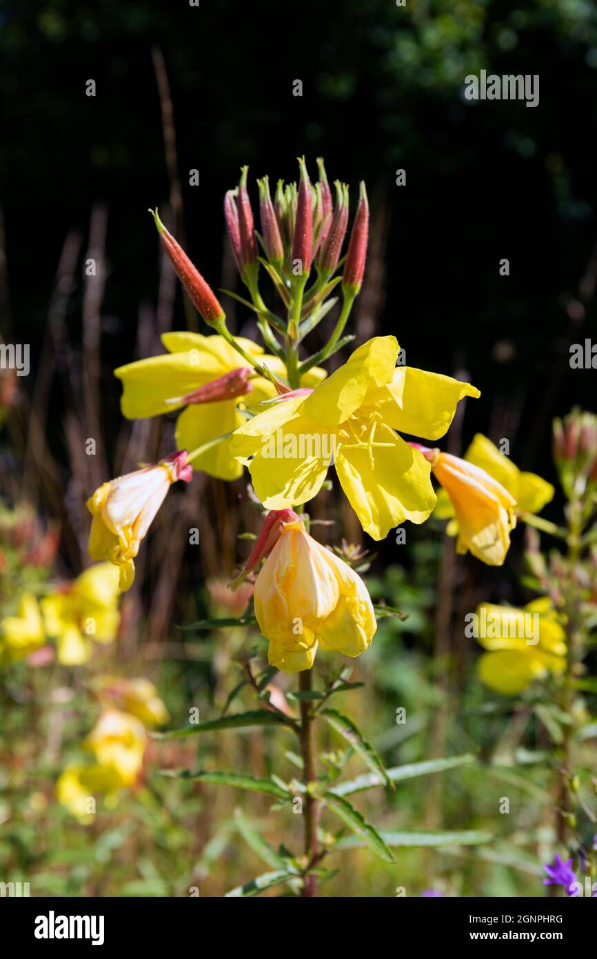 Evening Primrose (Oenothera) Flowers (A Plant used in Alternative Medicine) Stock Photo