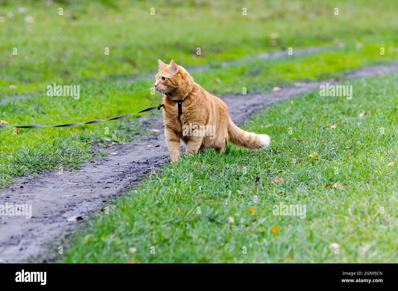 A red cat on a leash walks on the green grass. Stock Photo