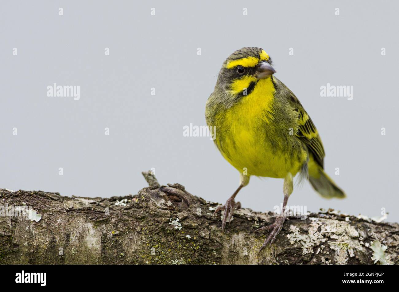 Yellow-fronted Canary (Crithagra mozambica), 68 Charles Street, Grahamstown, Eastern Cape, South Africa, September 2017. Stock Photo