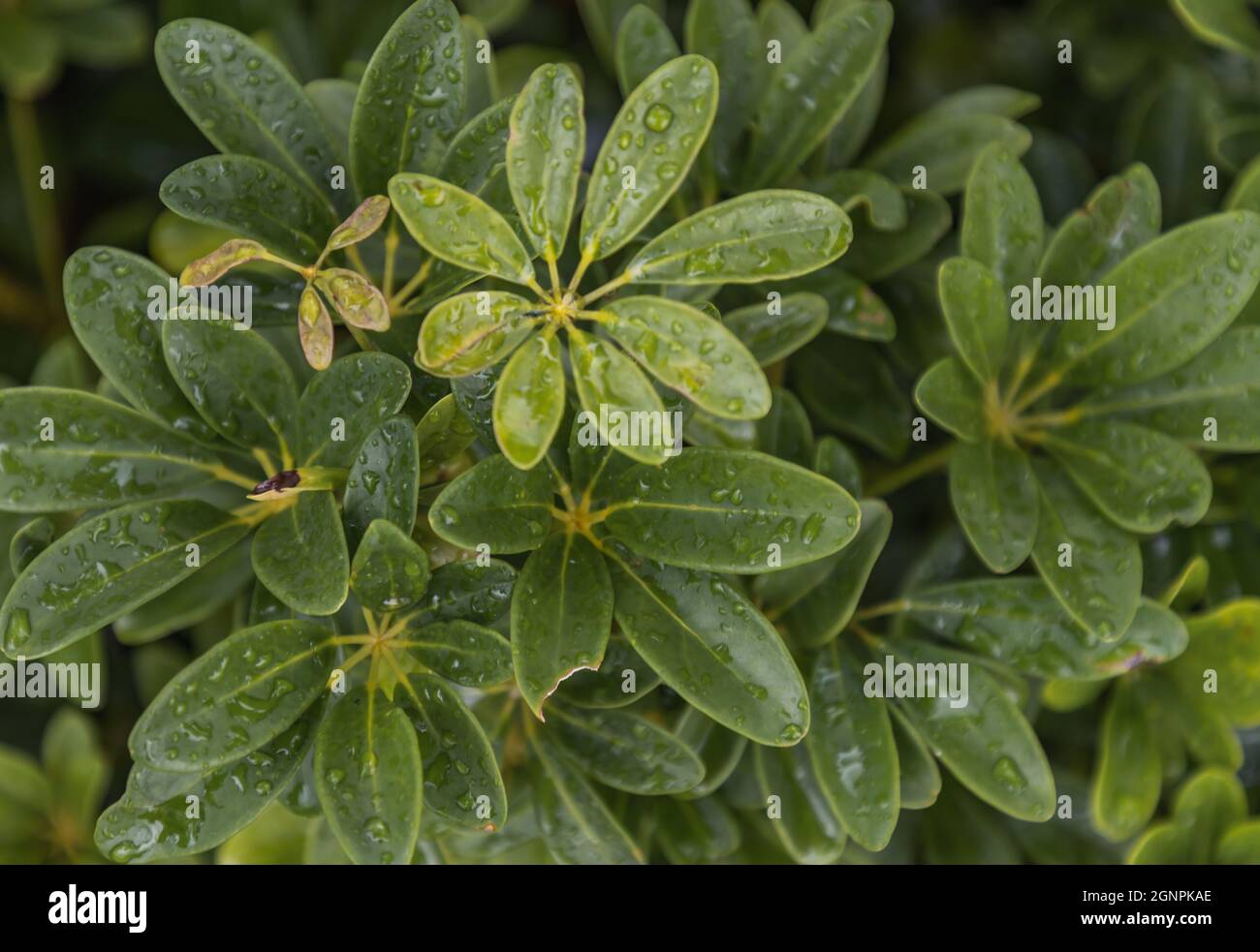 Water drops on Schefflera actinophylla leaves beautifully blooming in garden. Selective focus. Stock Photo