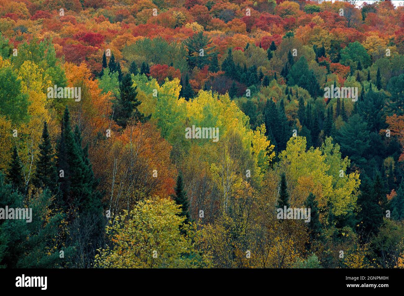 Canada. Quebec. Woodland in Autumn / Fall colours. Stock Photo