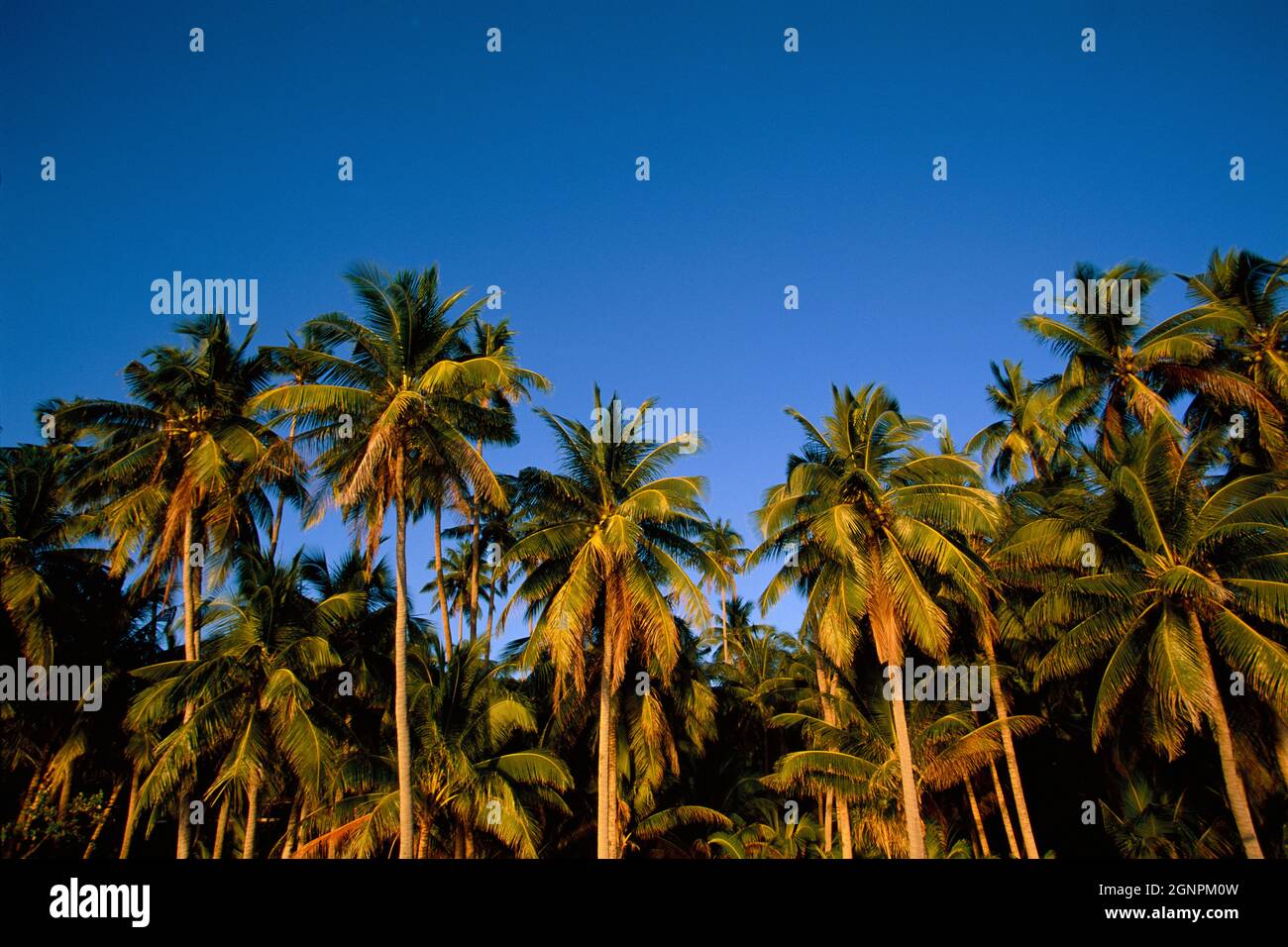 Philippines. Coconut palm trees. Stock Photo