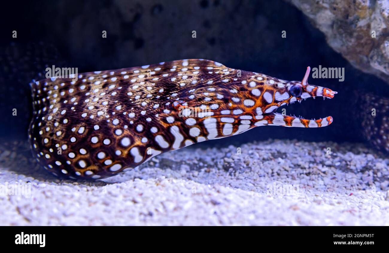 Close-up view of a Dragon moray ((Enchelycore pardalis) Stock Photo