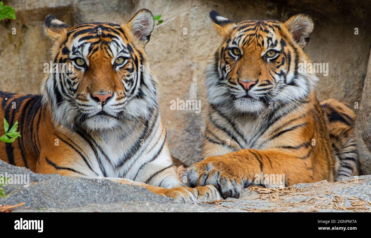 Portrait view of Sumatran tiger (Panthera tigris sumatrae) - mother and cub Stock Photo