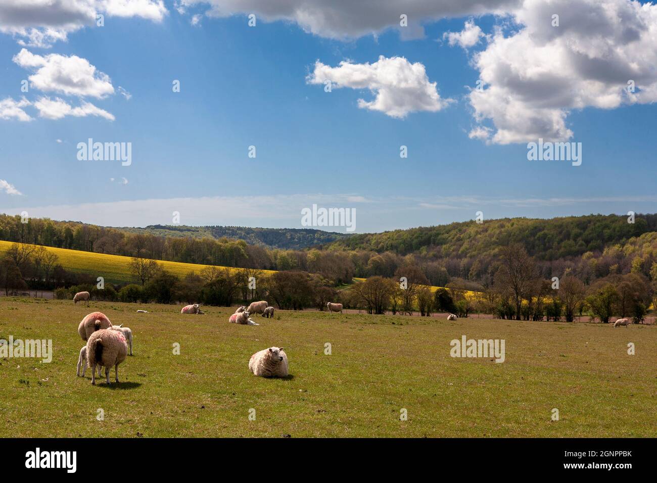 Sheep on pasture at the foot of East Marden Down, South Downs National Park, West Sussex, UK Stock Photo