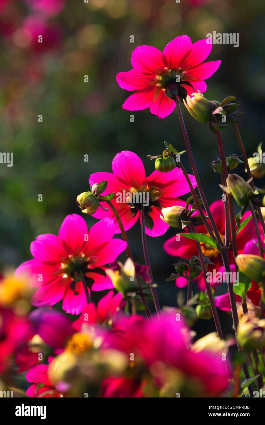 Hula dahlia, Swan Island Dahlias, Canby, Oregon Stock Photo Alamy