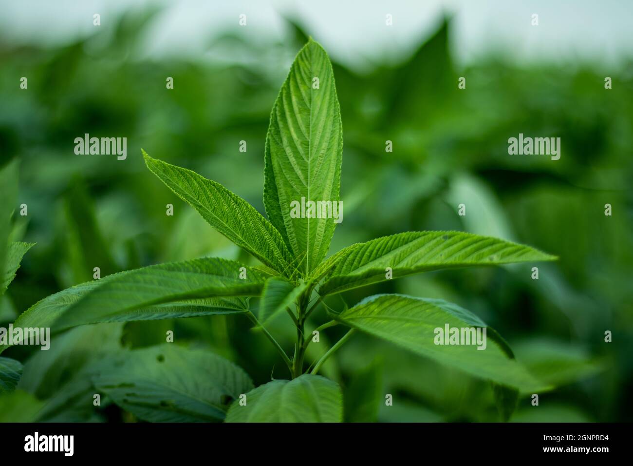 Jute leaves, also known as Saluyot, Jew's mallow, or Jute mallow, is an