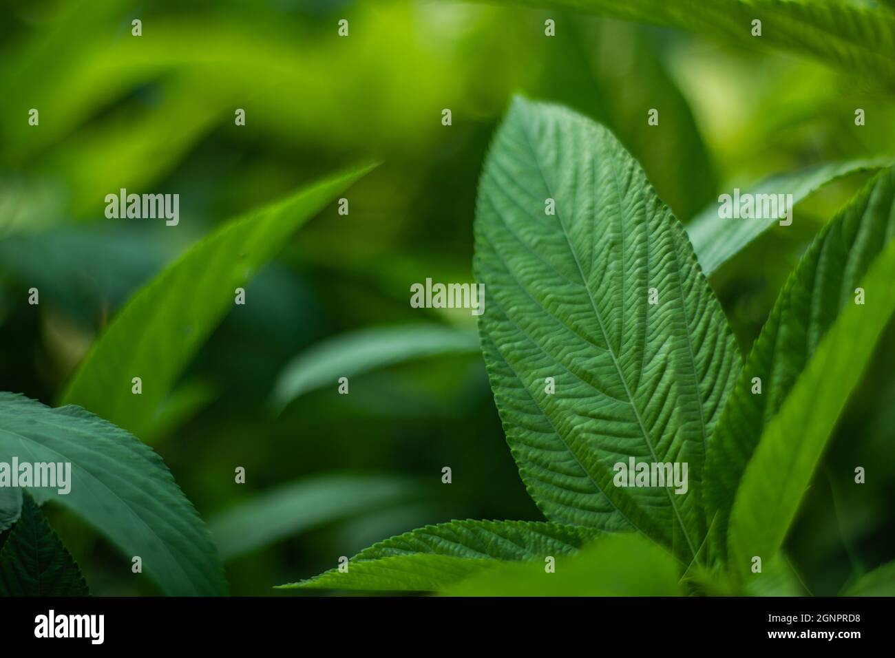 Jute mallow close leaf and stick plant is famous for its natural fiber