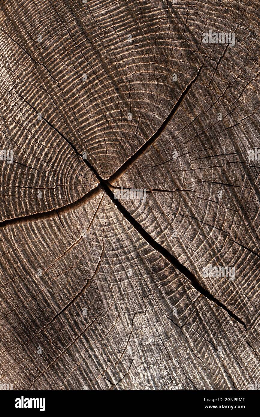 Crack through annual rings in dark wood Stock Photo