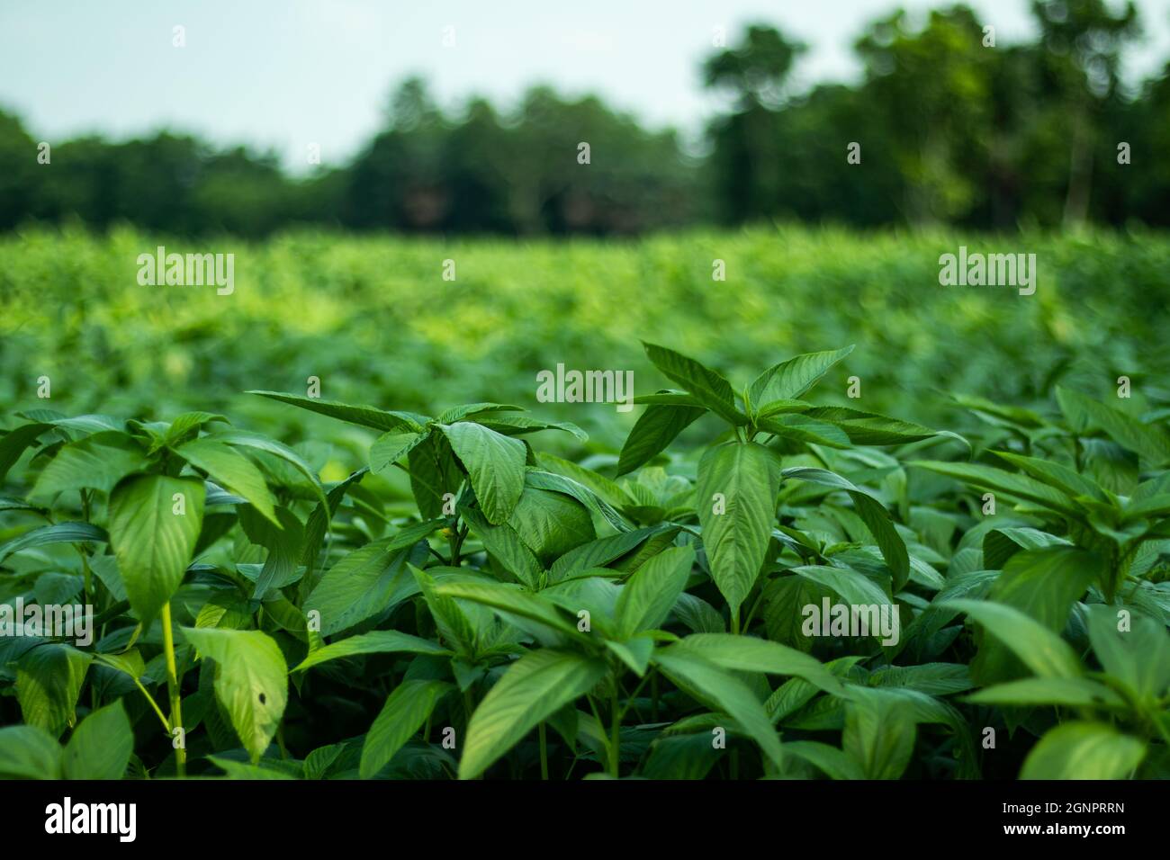 Jute mallow plant, saluyot, Jute, Jew's mallow, Egyptian cotton spinach, bush okra, the Western