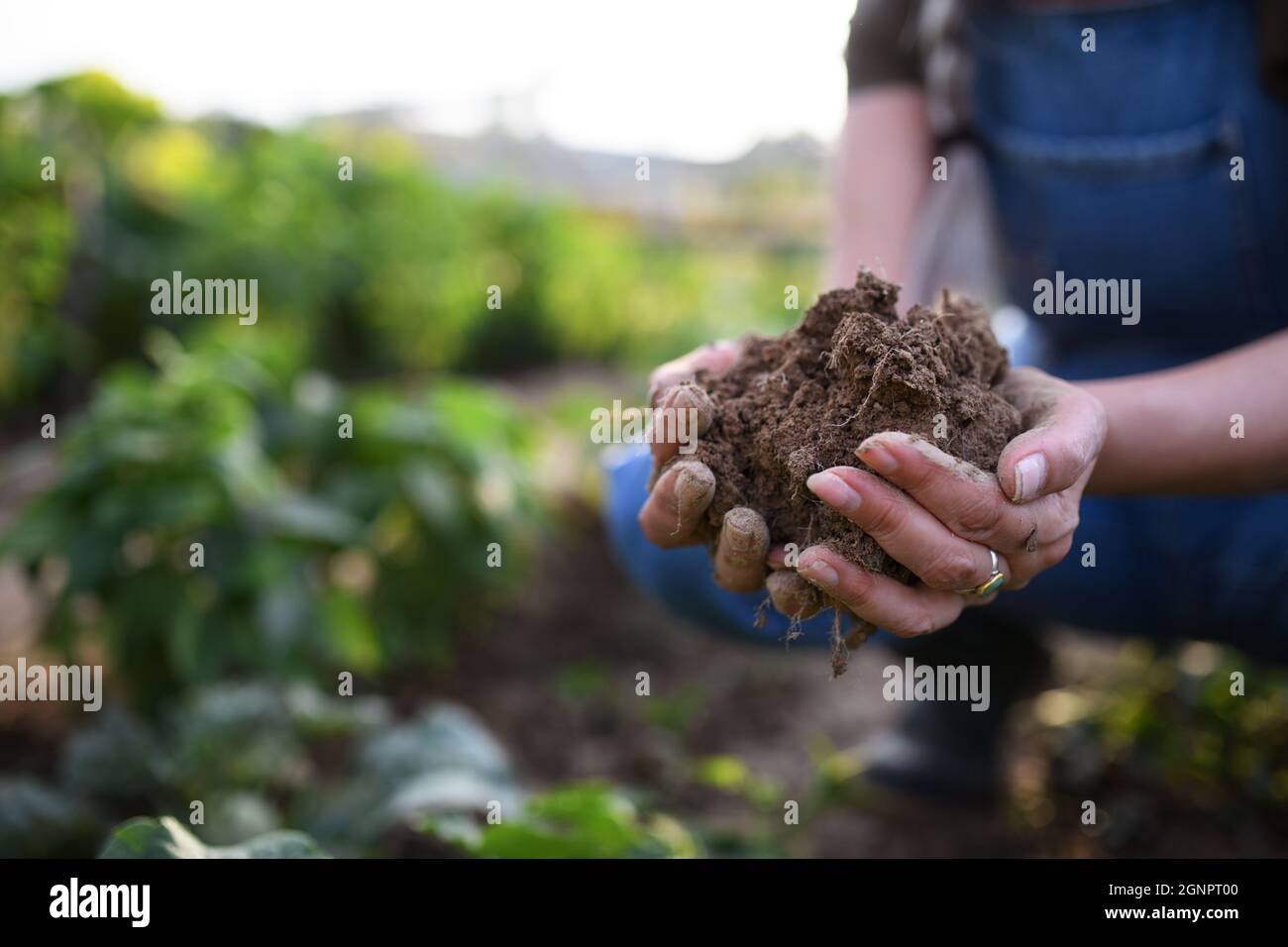 Hands holding soil hires stock photography and images Alamy