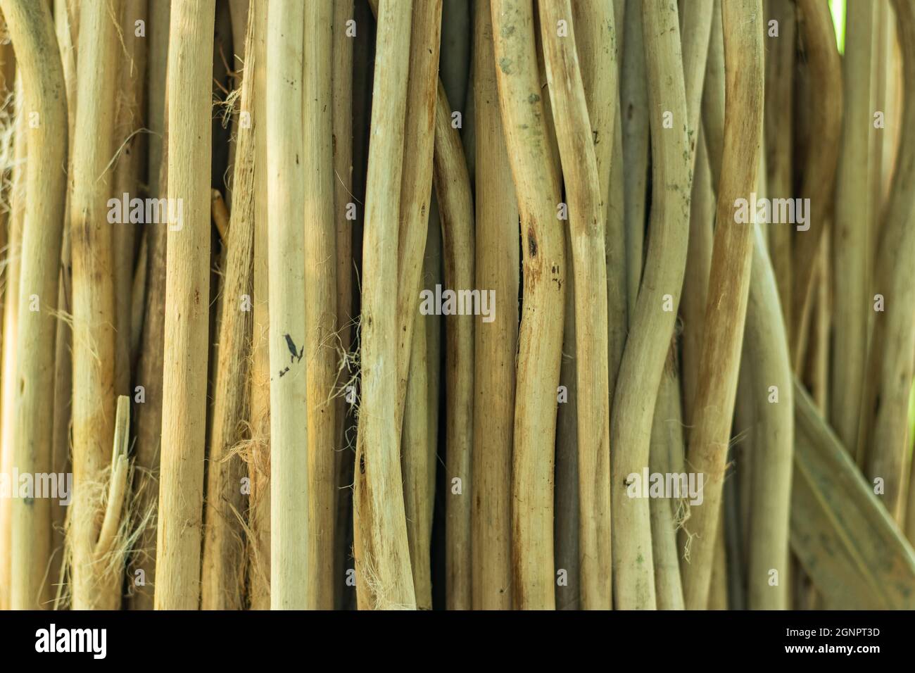 Jute Stick Charcoal Dust Powder, also commonly known as 'jute stick carbon  and Jute sticks are preferred over other raw materials like bamboo Stock  Photo - Alamy