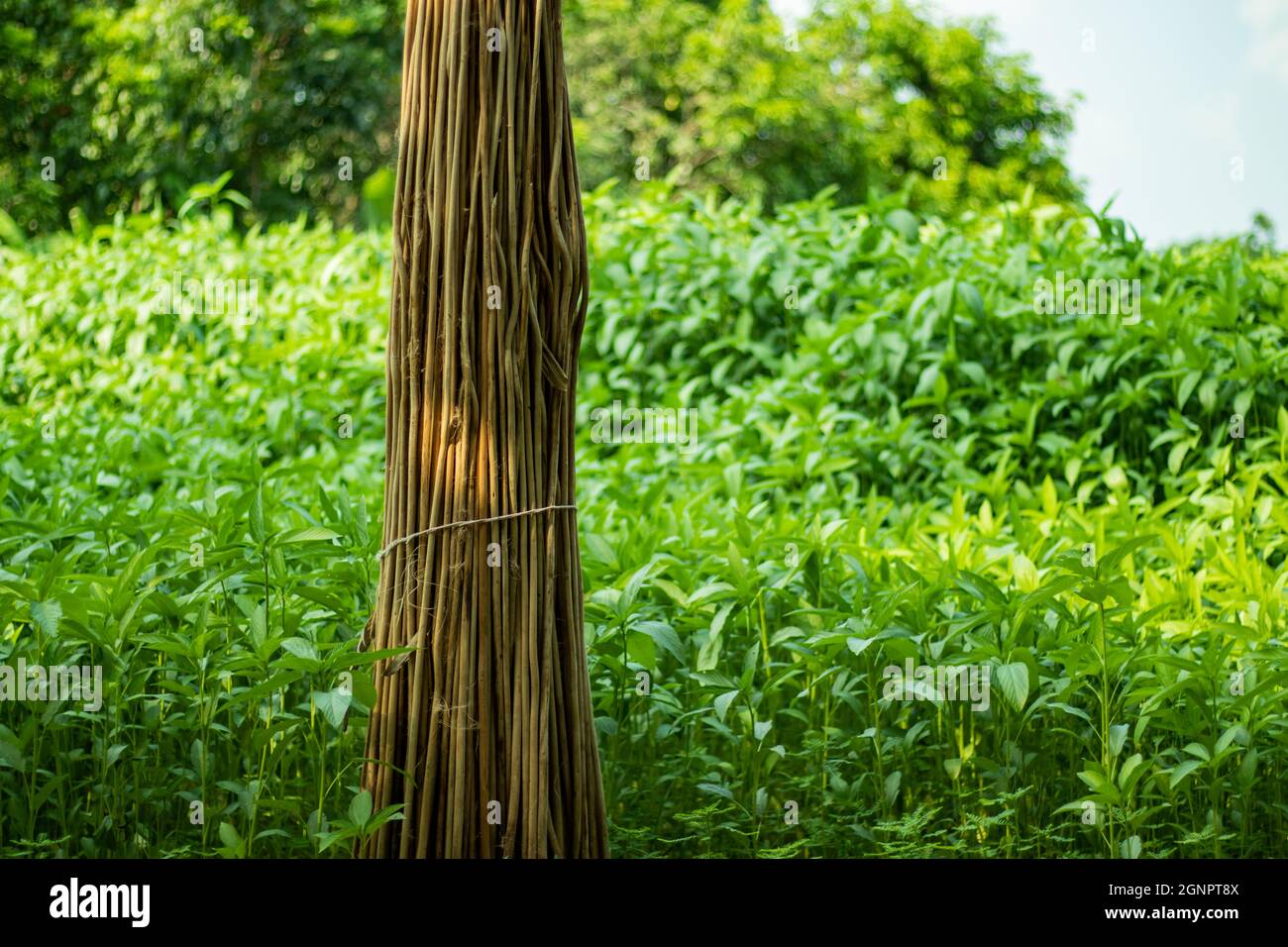 Jute Stick, in the preparation of a variety of boards, usable purpose such as in furniture. Dry and green plant together Stock Photo
