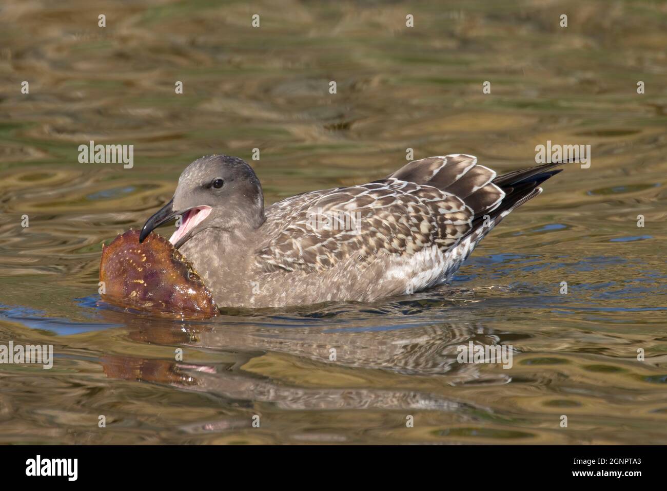 Gull, Siletz Bay National Wildlife Refuge, Oregon Stock Photo