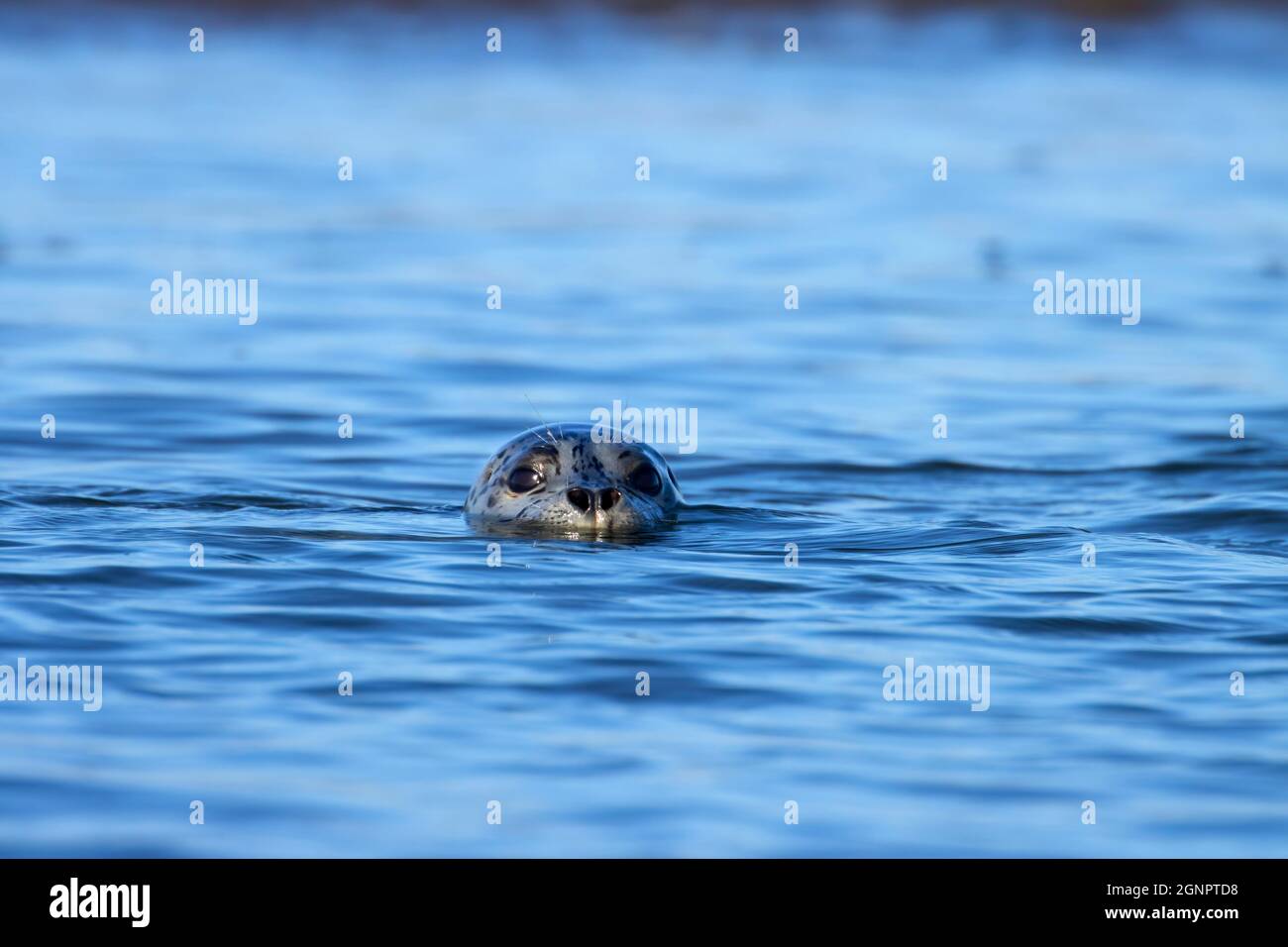 Harbor seal (Phoca vitulina), Siletz Bay National Wildlife Refuge, Oregon Stock Photo