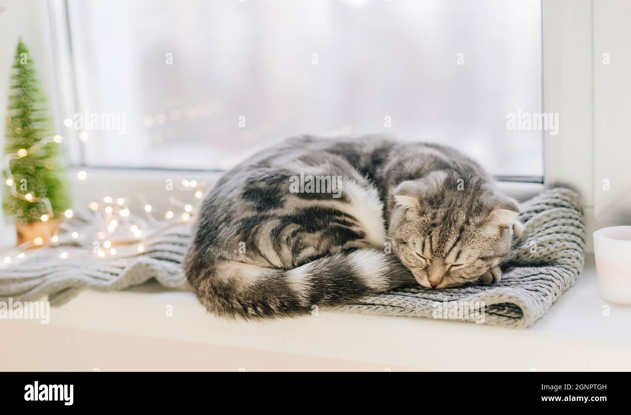 Scottish fold cat sleeps on a windowsill on a winter day Stock Photo
