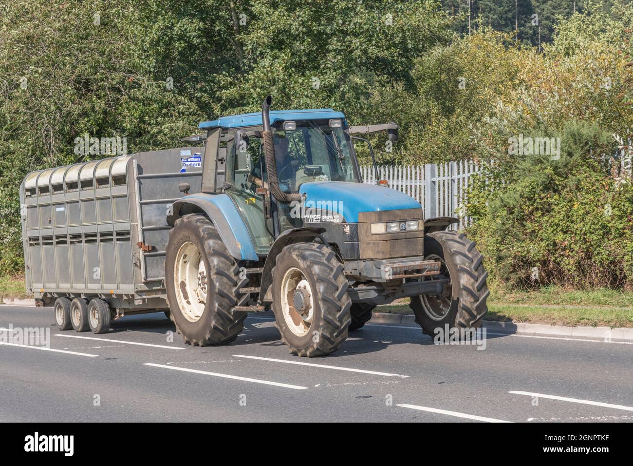 Blue New Holland TM125 farm tractor on open country rural road, pulling cattle / livestock trailer uphill. New Holland is an American company. Stock Photo