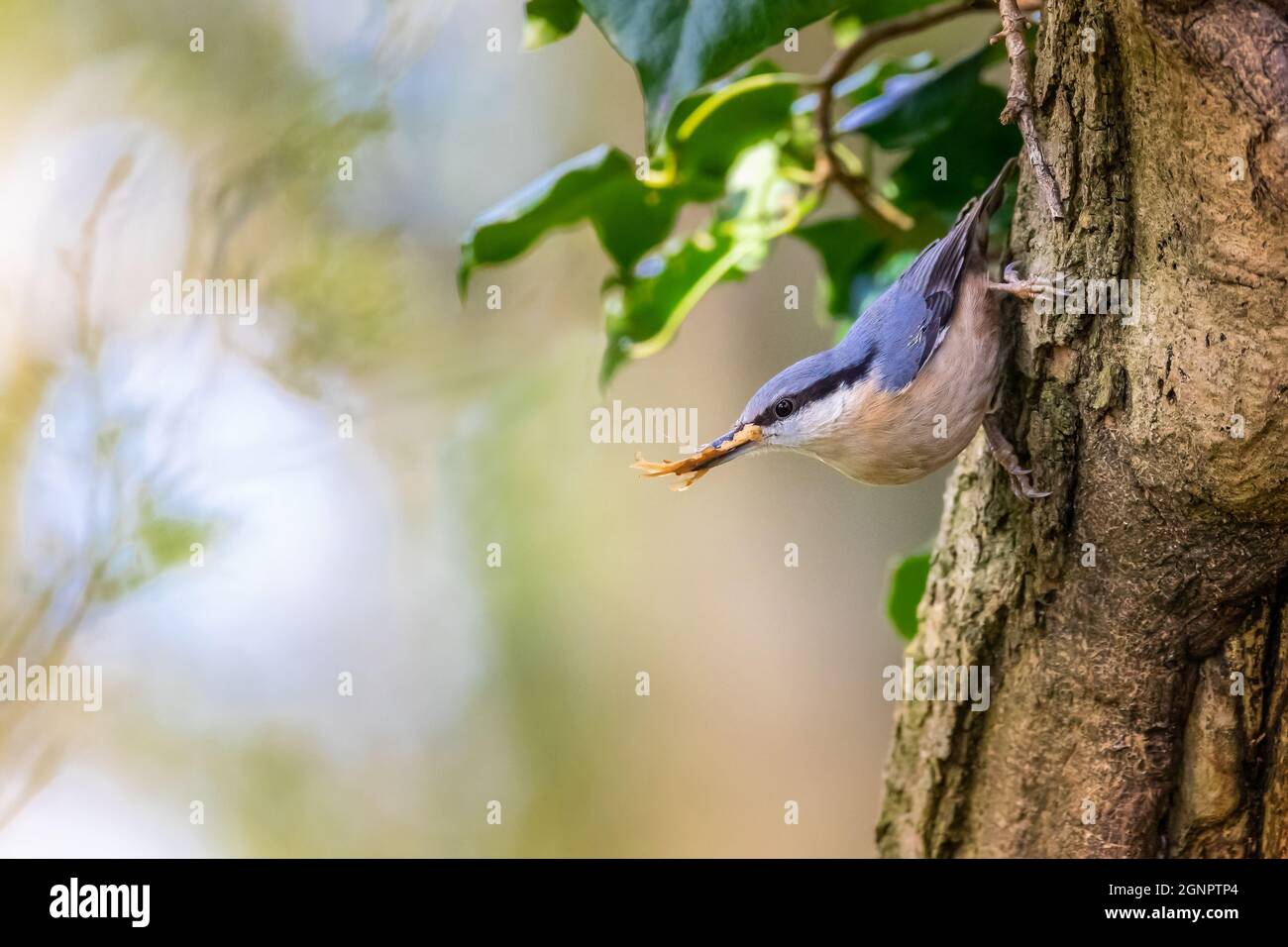 Nuthatch (Sitta europaea) collecting leaves for nest building Stock Photo