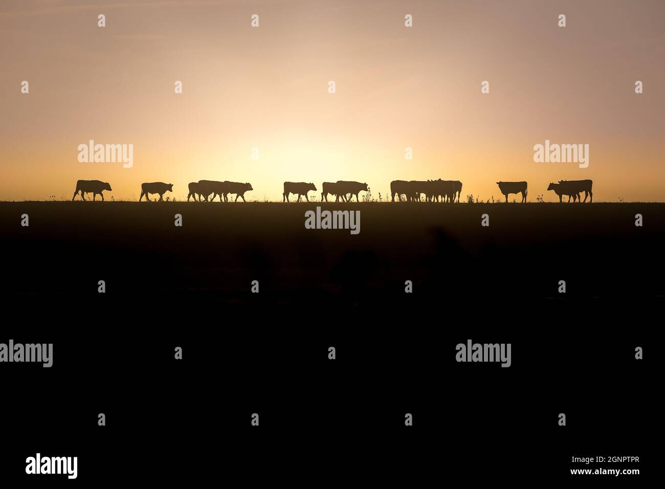 Cattle at Sunrise / Sunset at Frampton Marshes, Lincolnshire, England, UK Stock Photo