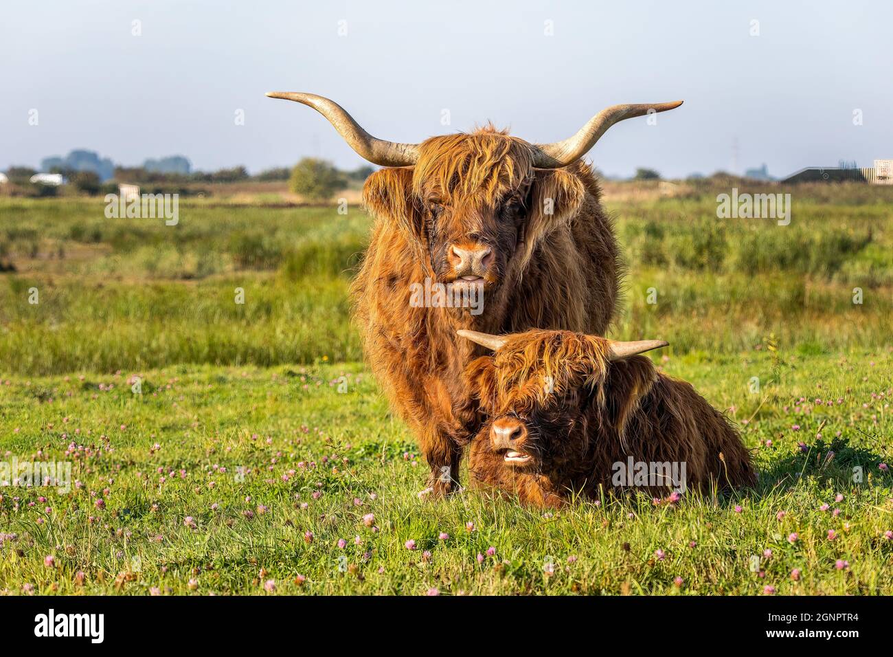 Scottish Long Horned Highland cattle, Mother and Calf, Lincolnshire, England, UK Stock Photo