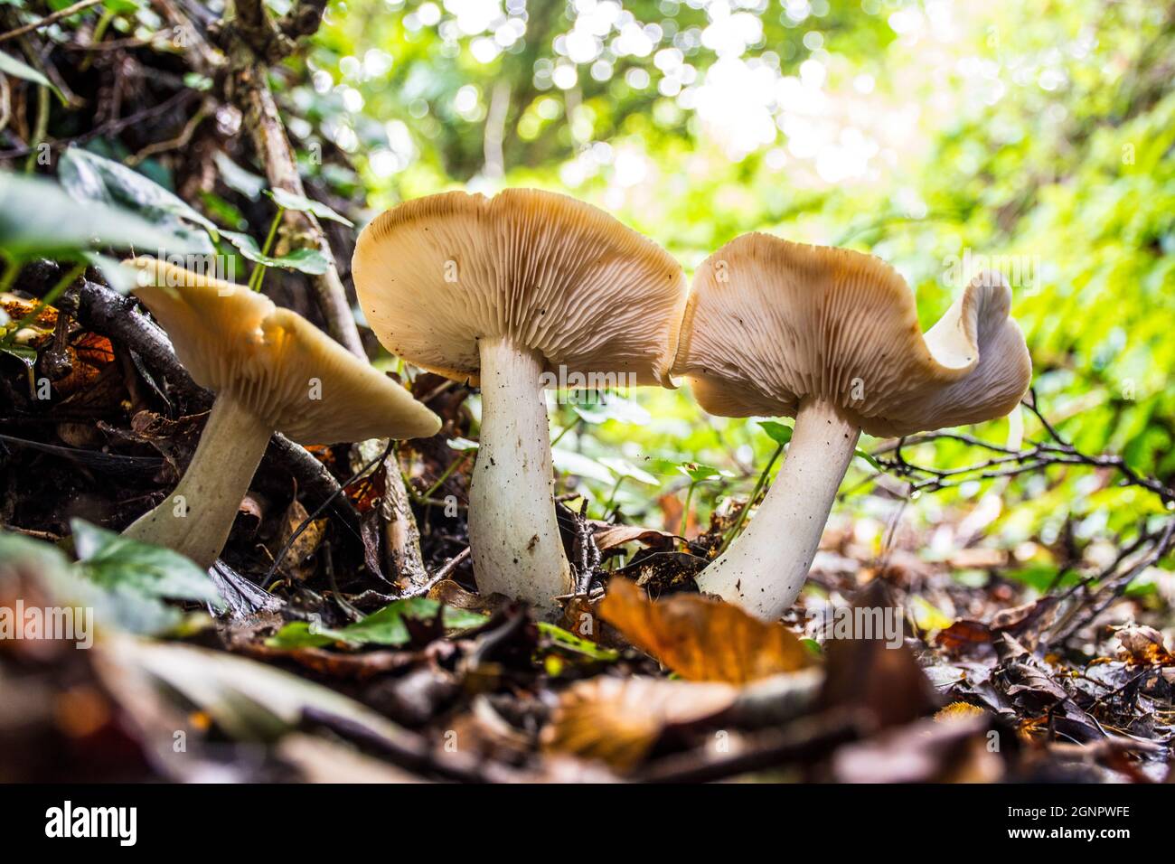 Russula betularum, commonly known as the birch brittlegill, wild mushrooms on forest floor in County Donegal, Ireland Stock Photo