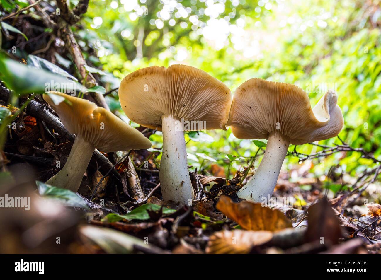 Russula betularum, commonly known as the birch brittlegill, wild mushrooms on forest floor in County Donegal, Ireland Stock Photo