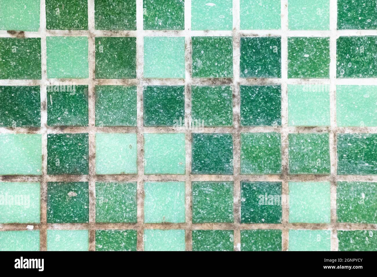 mold on joints between the ceramic tile in bathroom. old black toxic