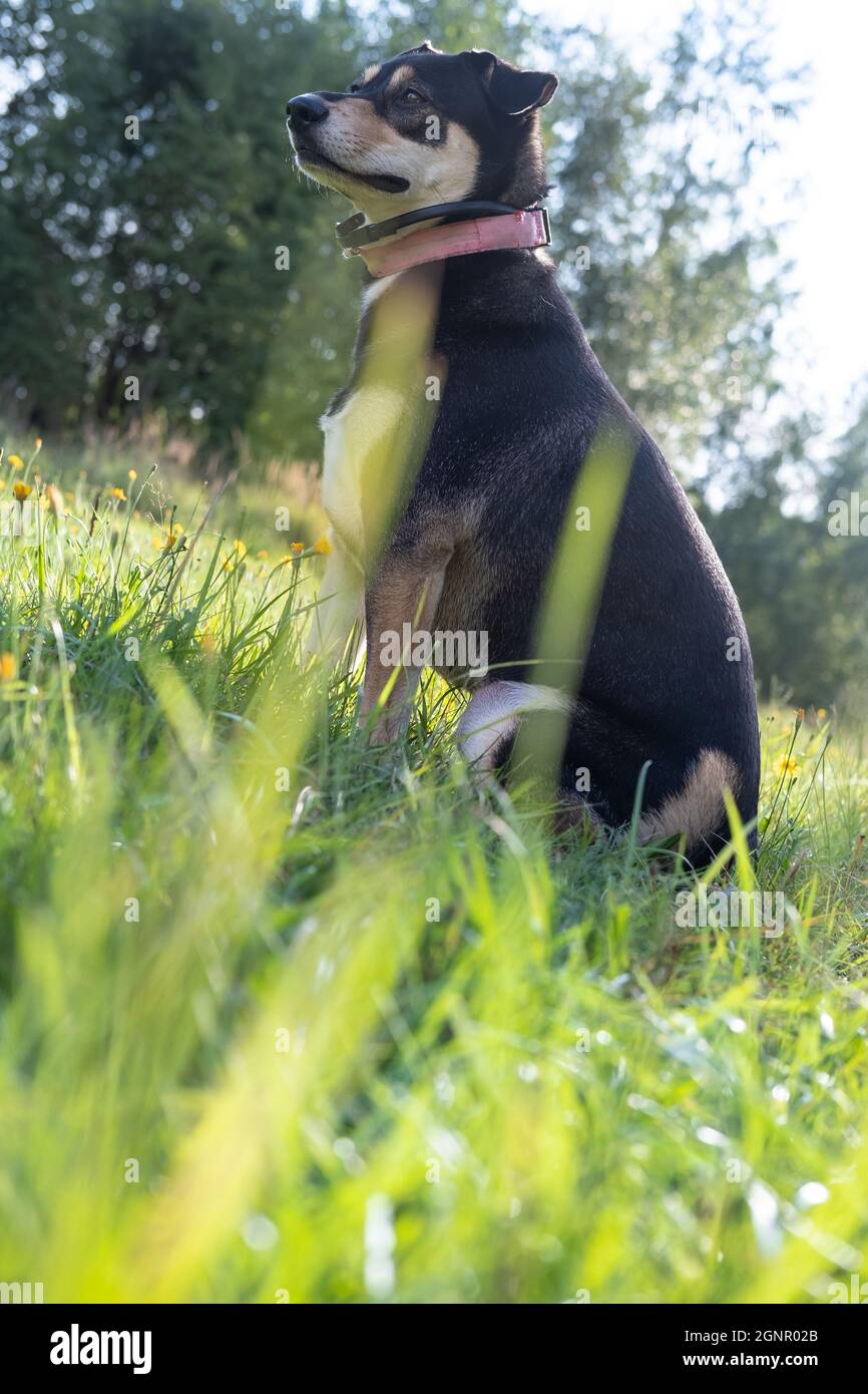 Concentrated dog in a pink collar watches warily, sitting in the grass. Bottom view. Stock Photo