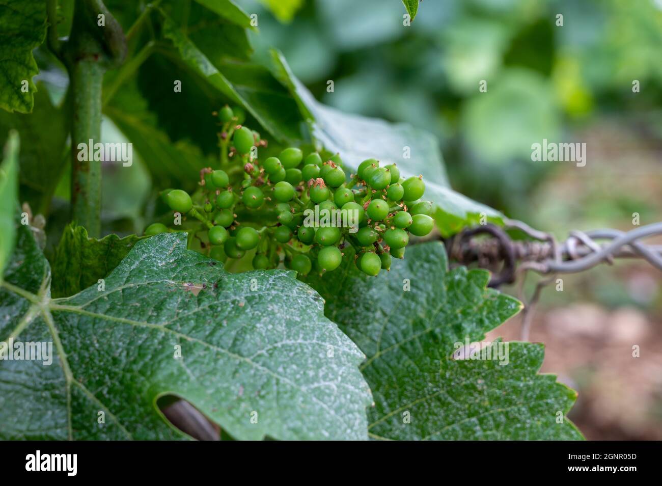 Green Rows Pinot Young pinot noir grape vine hi-res stock photography and images - Alamy