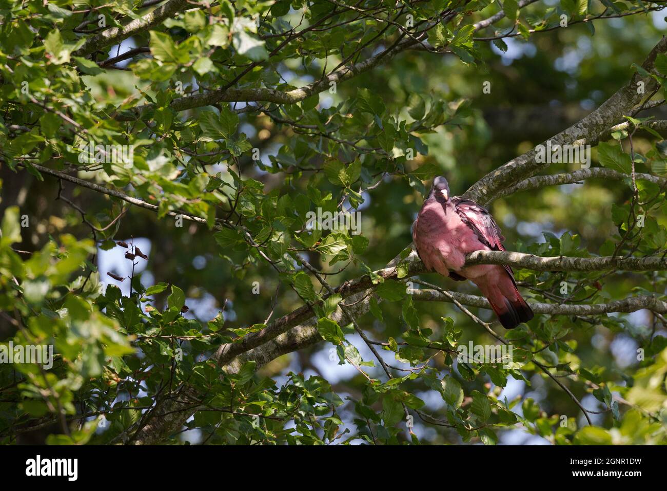 Pigeon with pink plumage. Montrose Scotland UK Stock Photo