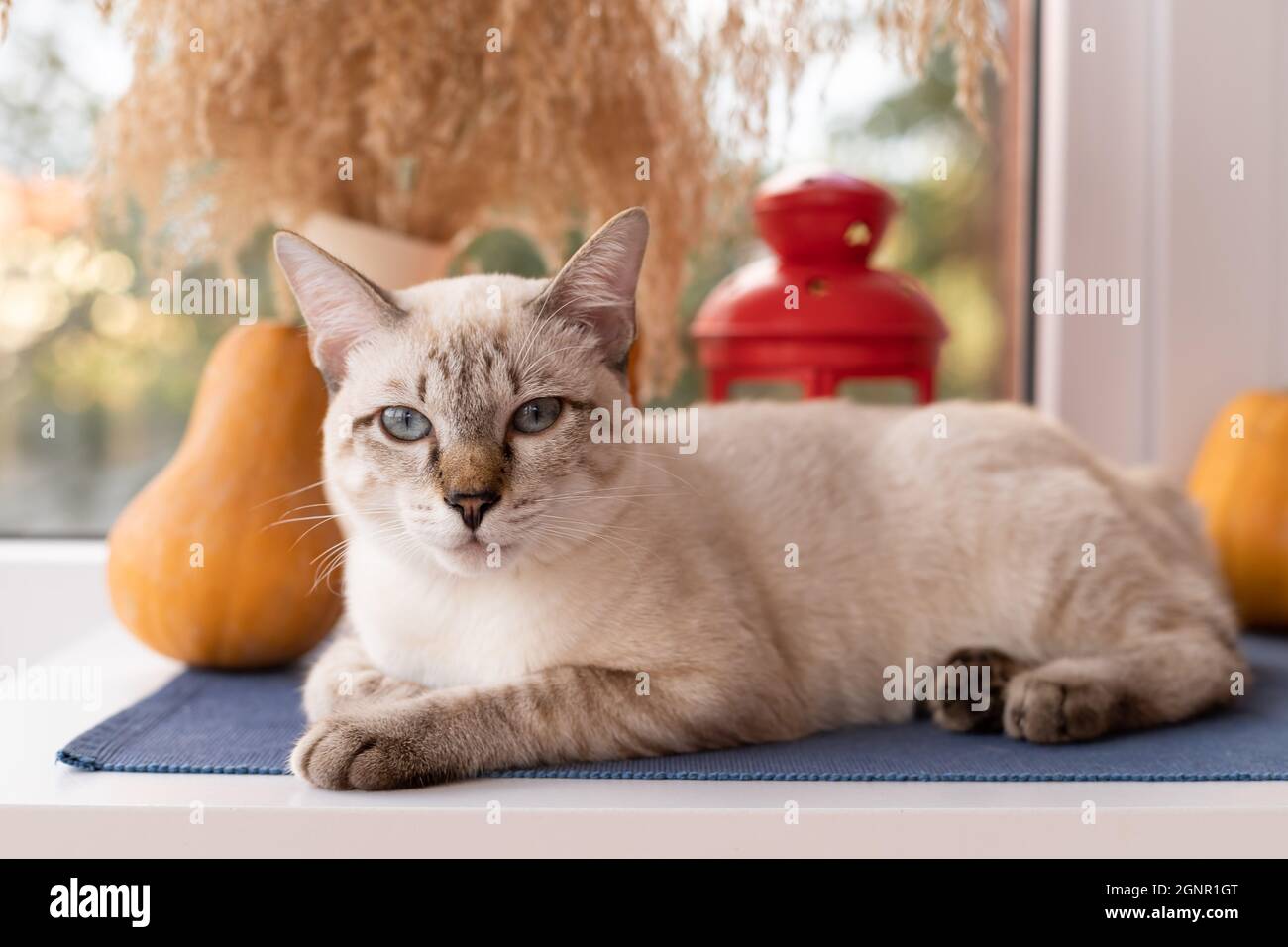 cute tabby cat lying on windowsill Stock Photo - Alamy