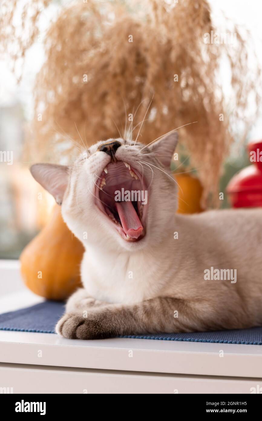 yawning kitty hammock