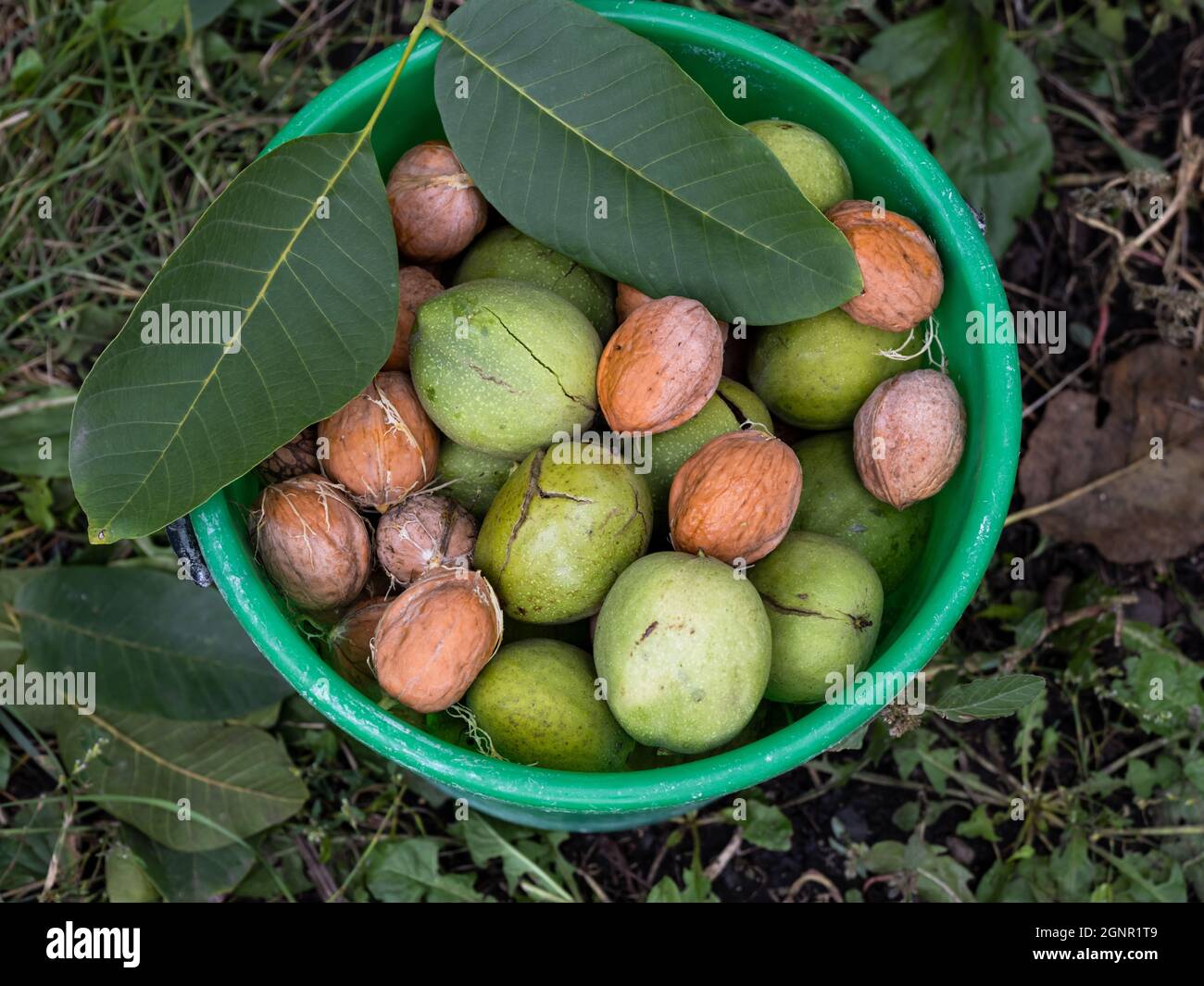 Green bucket full of walnuts with leaves standing on a soil Stock Photo