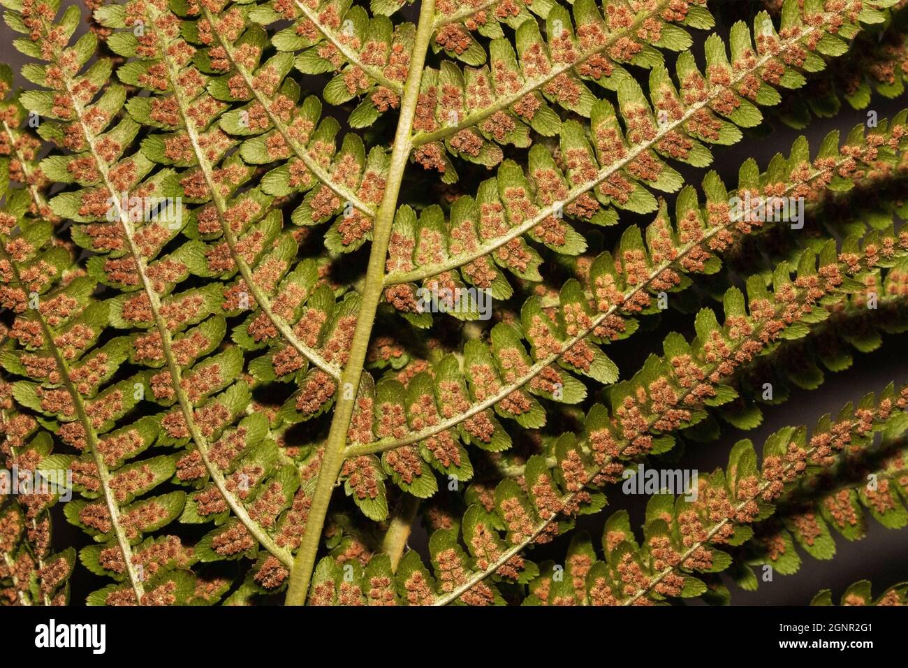 The spores of Ferns are produced in the sporangia on the underside of the frond. The spores have active flagella that swim in moist environments Stock Photo