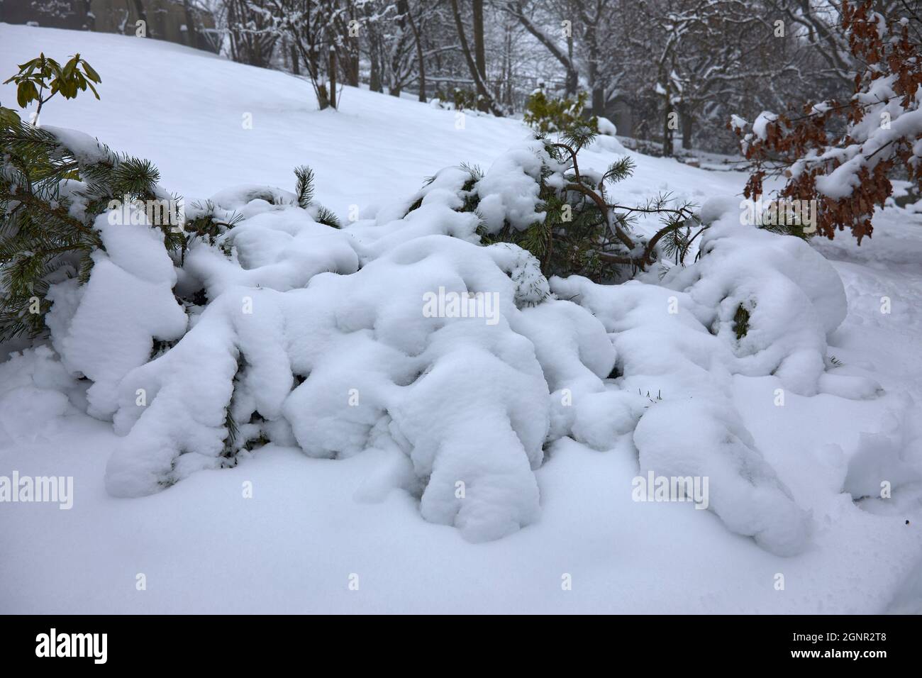 Young Scots pine weighted down by deep snow Stock Photo