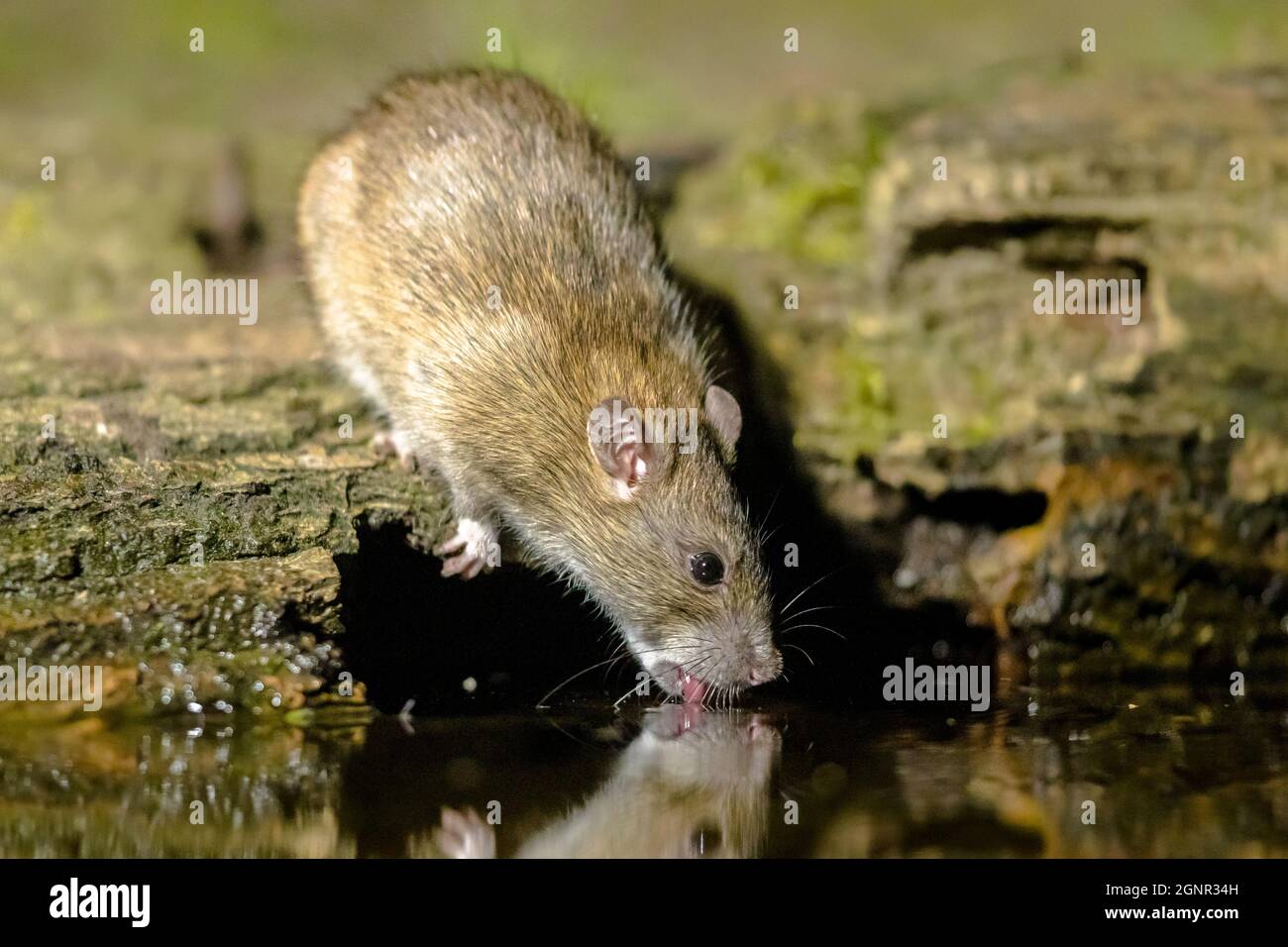 Dutch Water Rats Brown rat (Rattus norvegicus) drinking water from bank at night ...