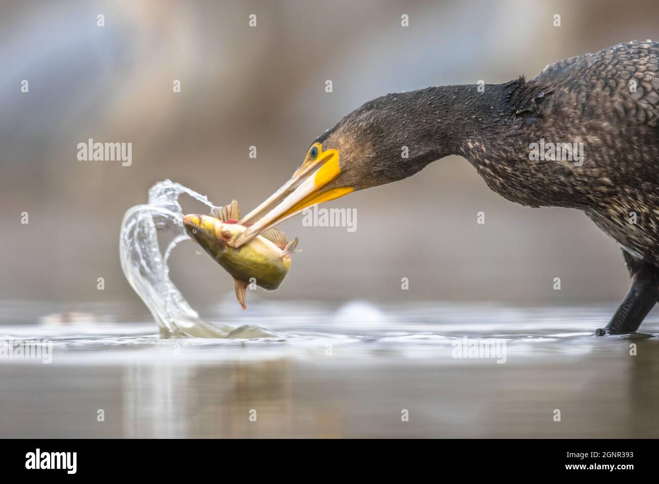 Great cormorant (Phalacrocorax carbo) eating black Bullhead (Ameiurus melas) caught in Lake Csaj, Kiskunsagi National Park, Pusztaszer, Hungary. Febru Stock Photo