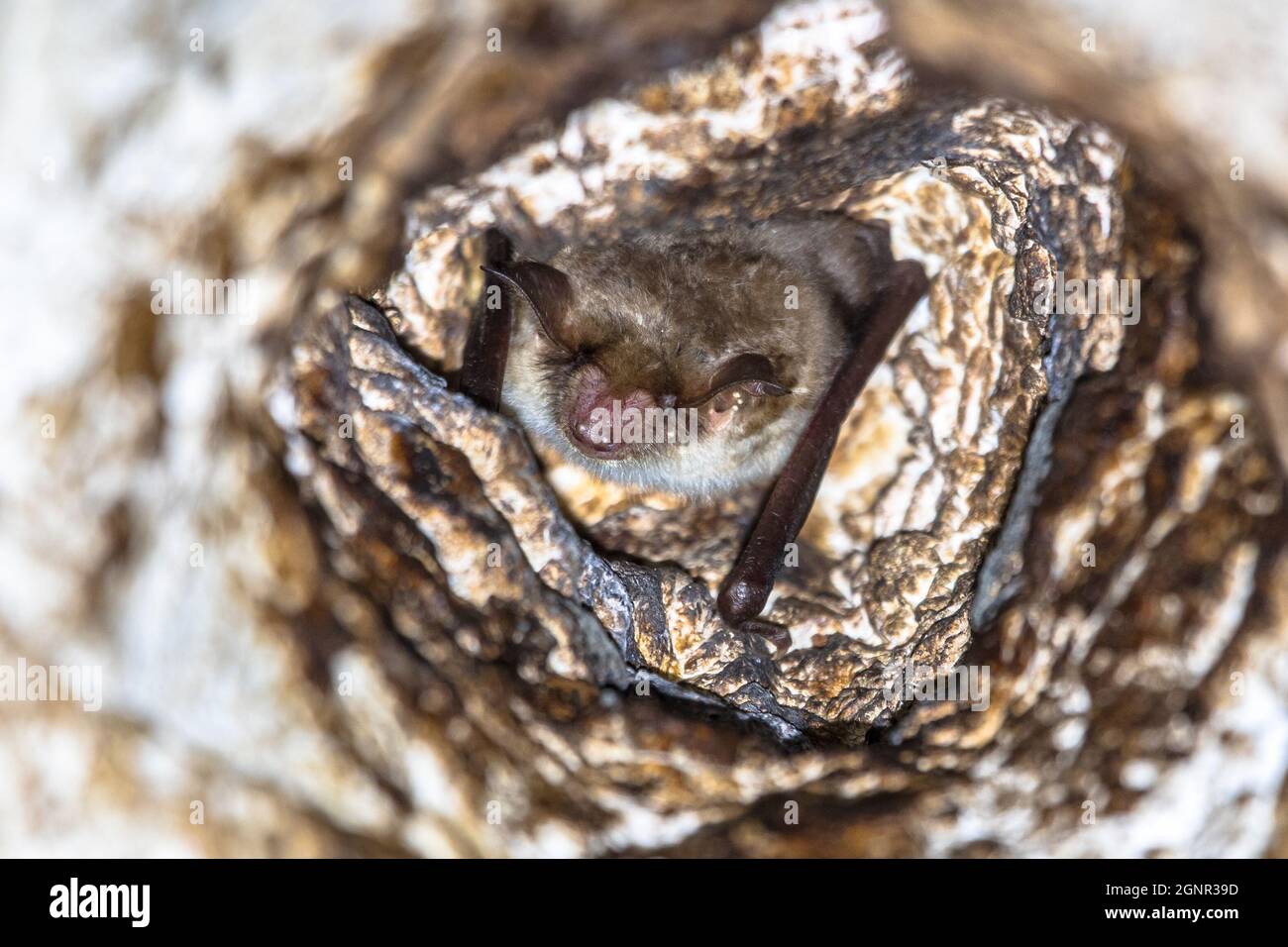 Lesser mouseeared bat (Myotis blythii) roosting in hole in a rock