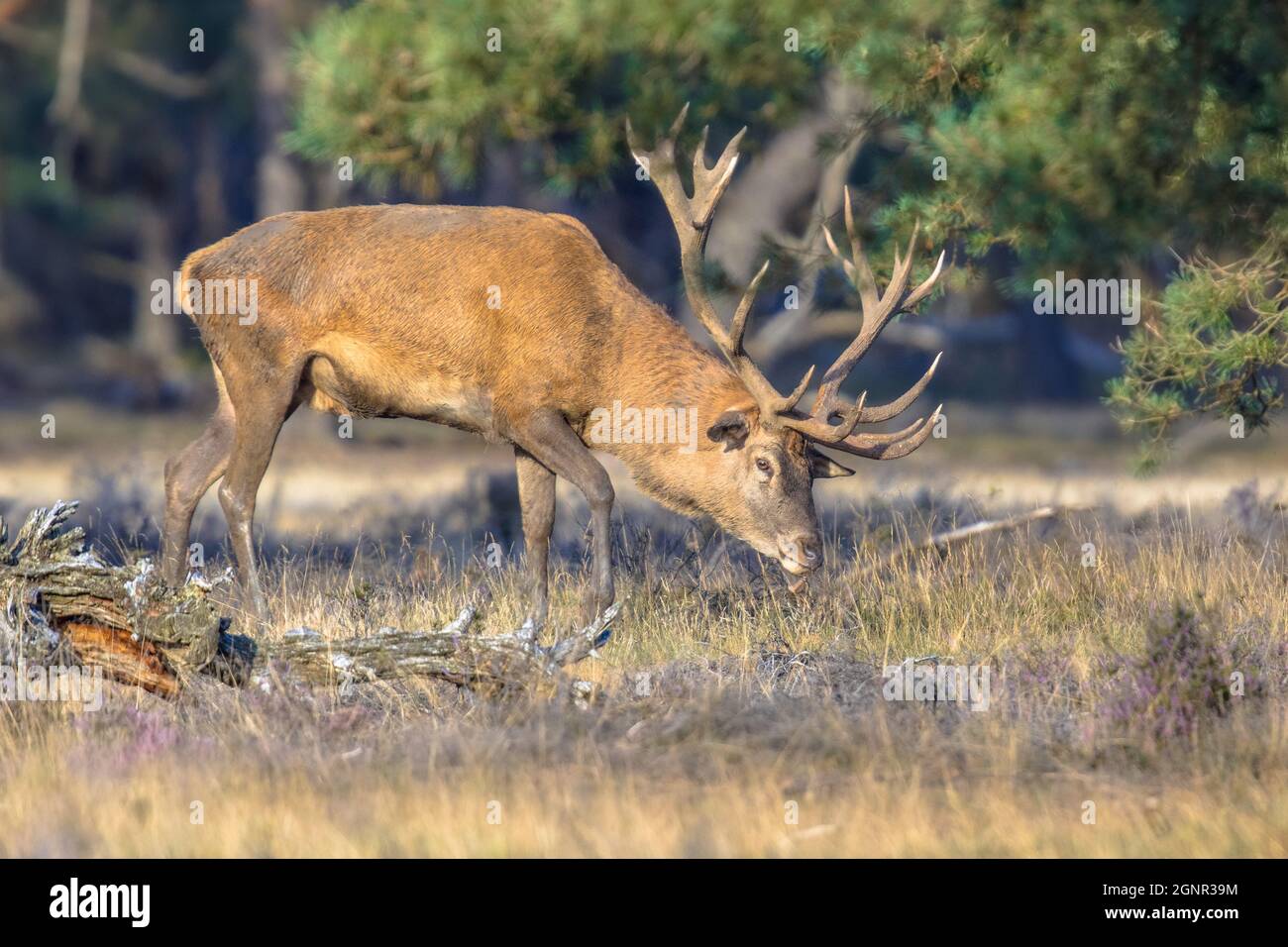 Male Red deer (Cervus elaphus) stag during rutting season in autumn ...