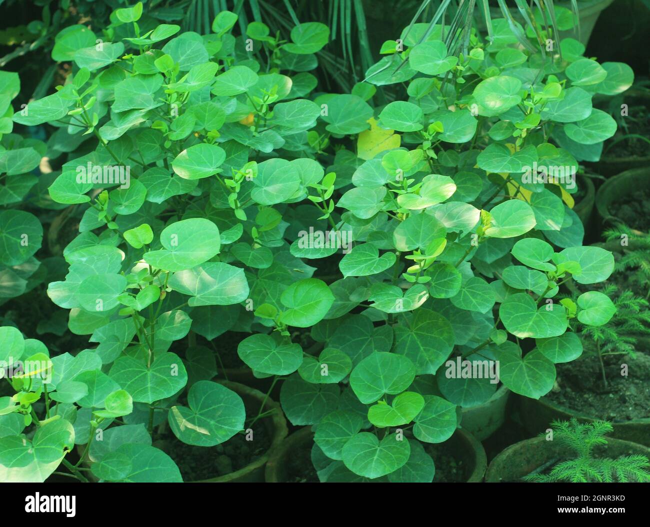 Closeup of green foliage. Dichondra repens. Stock Photo