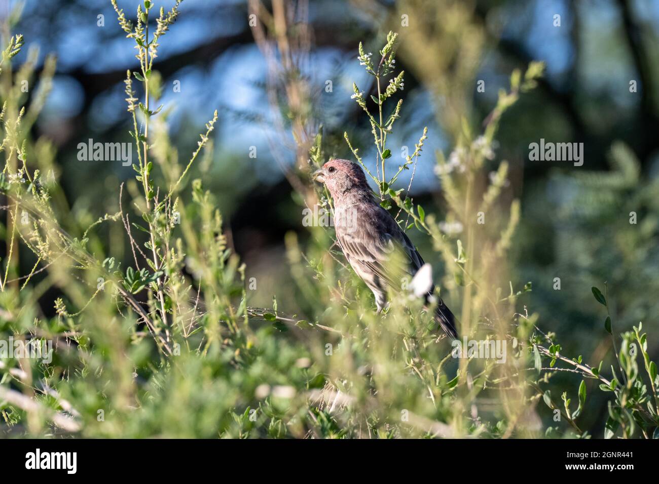 Closeup shot of a bird on a tree branches Stock Photo - Alamy