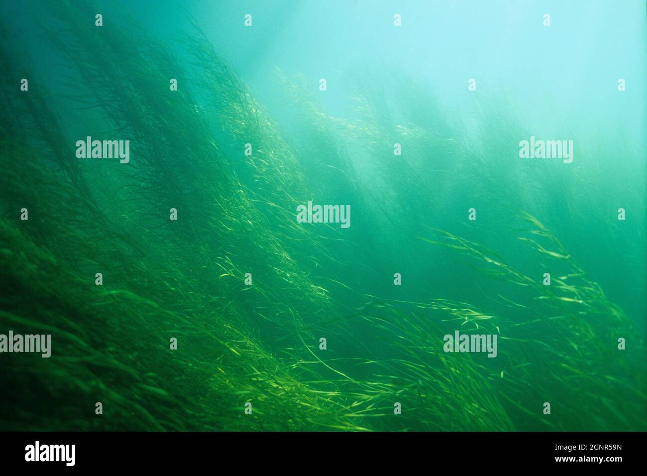 Water Star-grass underwater in the St. Lawrence river Stock Photo