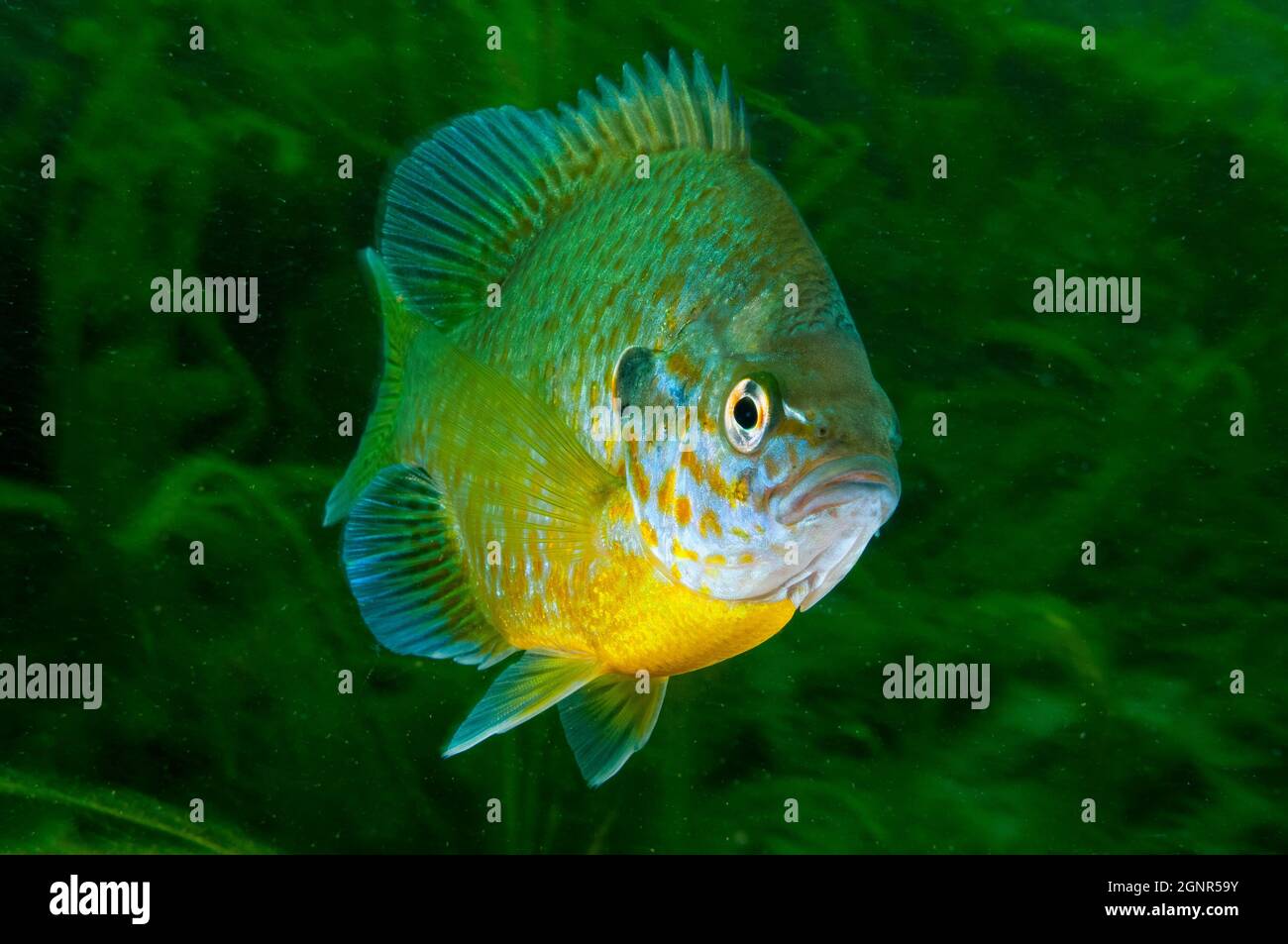 Pumpkinseed underwater in the St. Lawrence River Stock Photo