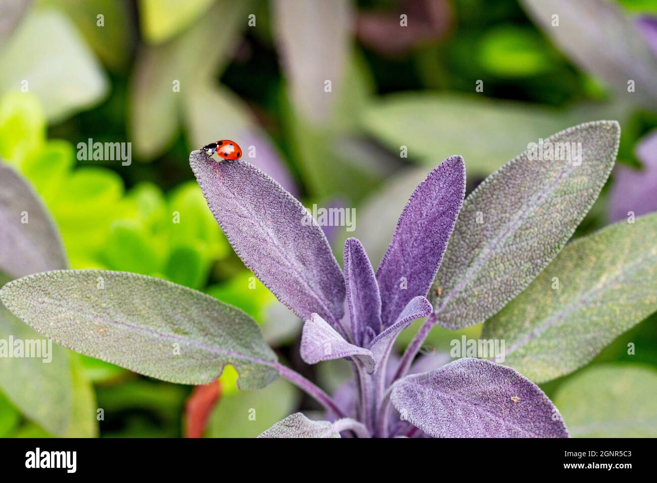 purple and white, small flowers in a flower bed. vacation in a hot,  tropical country. flowering plants, beautiful garden with fresh flowers  15044168 Stock Photo at Vecteezy